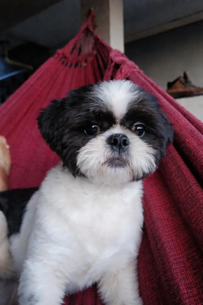 Cachorro raça Shitzu idade 2 anos nome Duck