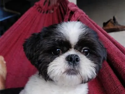 Cachorro raça Shitzu idade 2 anos nome Duck