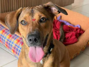 Cachorro raça SRD-ViraLata idade 1 ano nome Stella