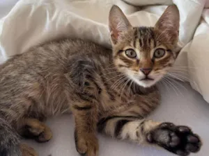 Gato raça SRD-ViraLata idade 2 a 6 meses nome Romeu 