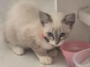 Gato raça Siamês idade 2 a 6 meses nome Luna 