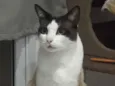 Cesar 