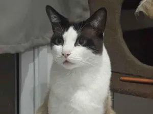 Gato raça SRD-ViraLata idade 1 ano nome Cesar 
