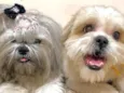 Polly e Duque 