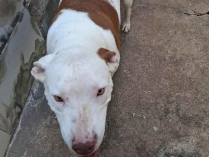 Cachorro raça Pit-Bull idade 4 anos nome layka 