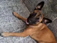 Nala