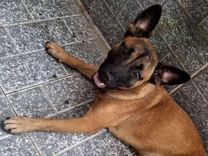 Cachorro raça SRD-ViraLata idade 7 a 11 meses nome Nala