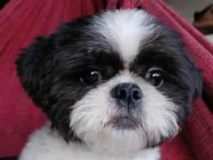 Cachorro raça Shitzu idade 2 anos nome Duck