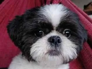 Cachorro raça Shitzu idade 2 anos nome Duck