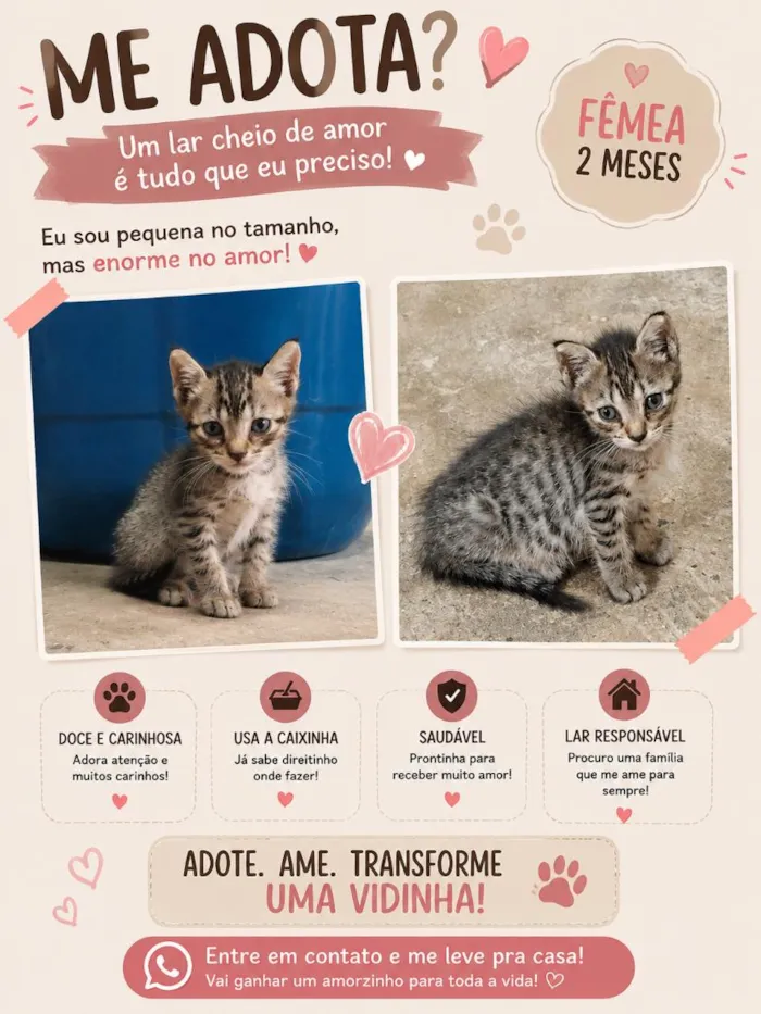 Gato raça SRD-ViraLata idade 2 a 6 meses nome ainda sem nome 