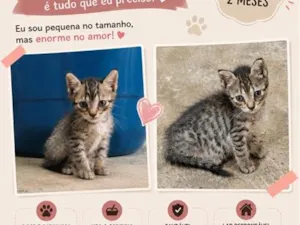 Gato raça SRD-ViraLata idade 2 a 6 meses nome ainda sem nome 