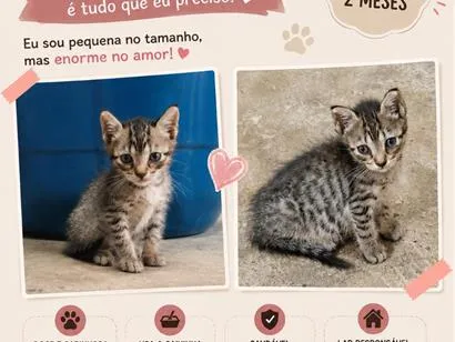 Gato raça SRD-ViraLata idade 2 a 6 meses nome ainda sem nome 