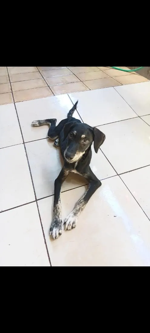 Cachorro raça SRD-ViraLata idade 2 a 6 meses nome Bob