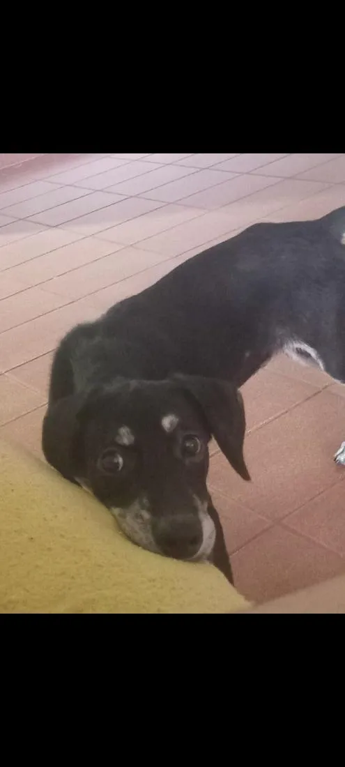 Cachorro raça SRD-ViraLata idade 2 a 6 meses nome Bob