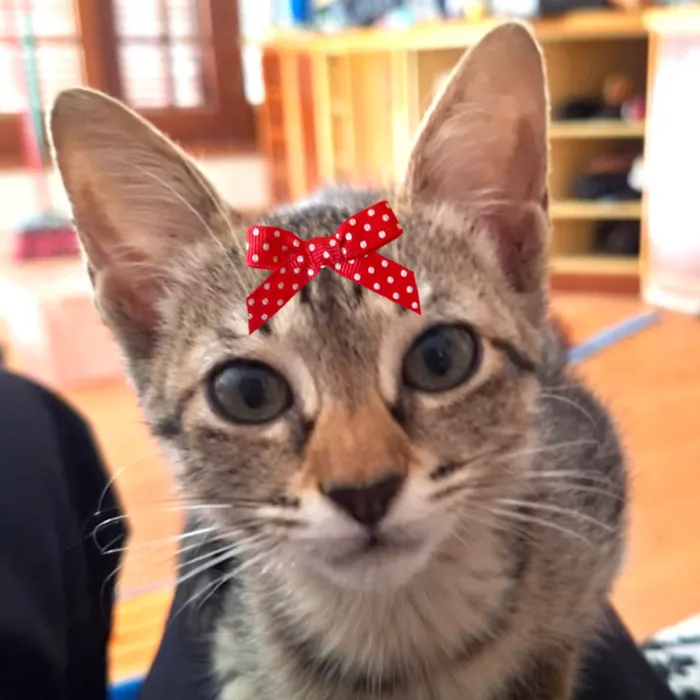 Gato raça SRD-ViraLata idade 2 a 6 meses nome Belinha 
