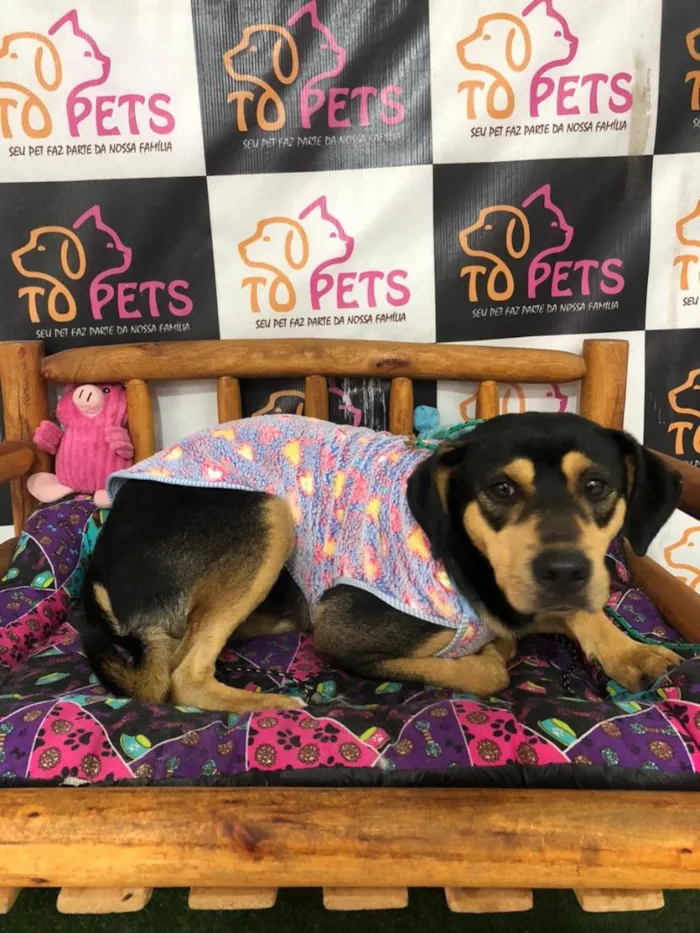 Cachorro raça SRD-ViraLata idade 1 ano nome Pretinho