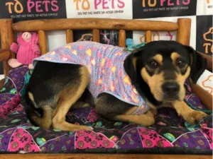 Cachorro raça SRD-ViraLata idade 1 ano nome Pretinho