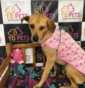 Cachorro raça SRD-ViraLata idade 3 anos nome Caramelo