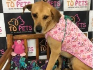 Cachorro raça SRD-ViraLata idade 3 anos nome Caramelo