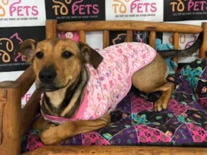 Cachorro raça SRD-ViraLata idade 2 anos nome Costelinha
