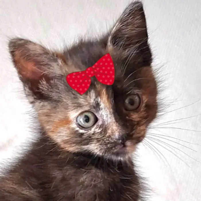 Gato raça SRD-ViraLata idade 2 a 6 meses nome Pandora 