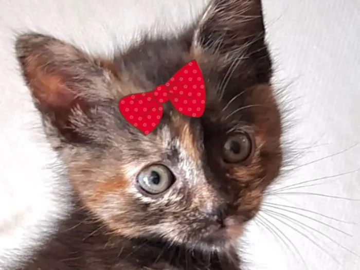 Gato raça SRD-ViraLata idade 2 a 6 meses nome Pandora 