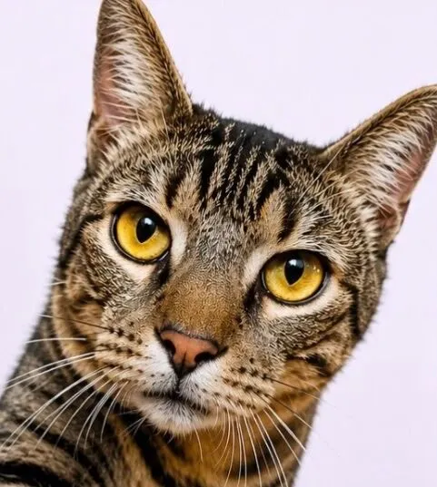 Gato raça SRD-ViraLata idade 1 ano nome Fred 