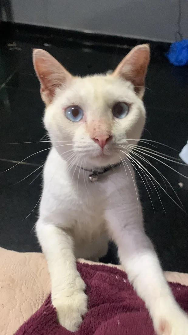 Gato raça SRD-ViraLata idade 7 a 11 meses nome Mike