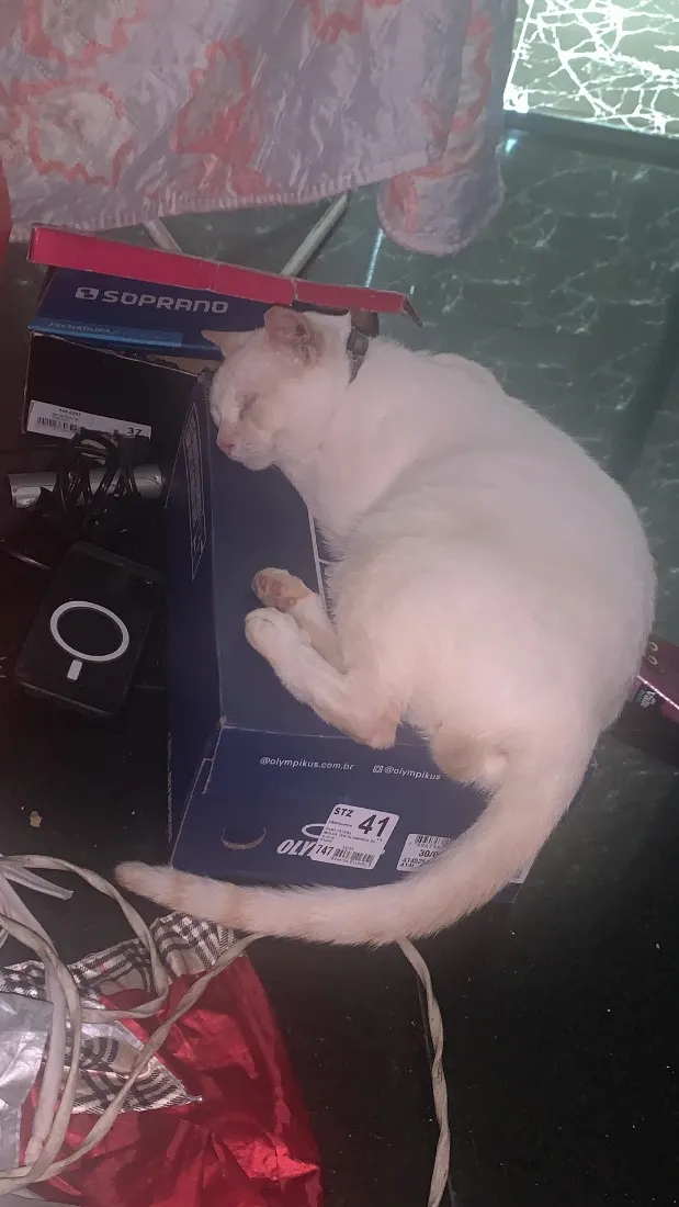 Gato raça SRD-ViraLata idade 7 a 11 meses nome Mike