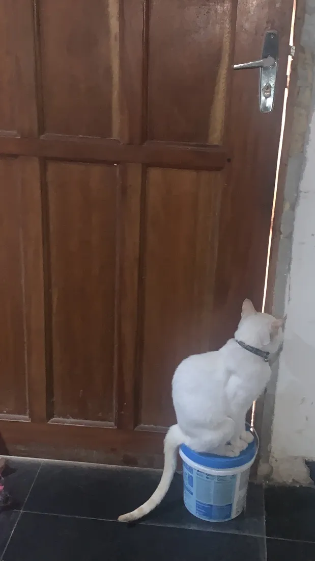 Gato raça SRD-ViraLata idade 7 a 11 meses nome Mike