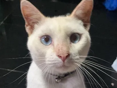 Gato raça SRD-ViraLata idade 7 a 11 meses nome Mike