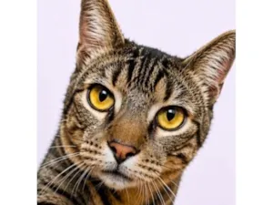 Gato raça SRD-ViraLata idade 1 ano nome Fred 