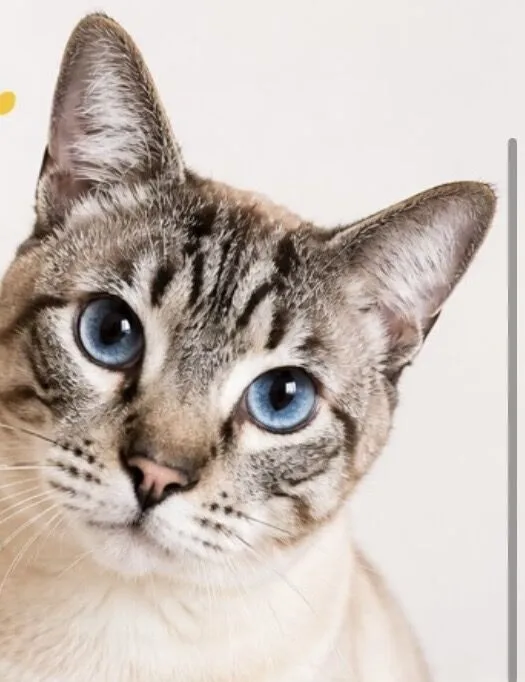Gato raça SRD-ViraLata idade 1 ano nome Blue 