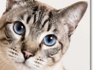 Gato raça SRD-ViraLata idade 1 ano nome Blue 