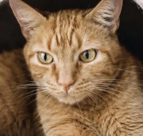 Gato raça SRD-ViraLata idade 2 anos nome Dudao 