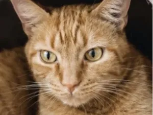 Gato raça SRD-ViraLata idade 2 anos nome Dudao 