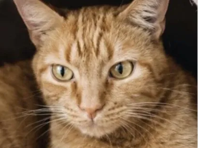 Gato raça SRD-ViraLata idade 2 anos nome Dudao 