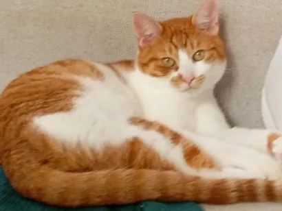 Gato raça SRD-ViraLata idade 3 anos nome Moisés 