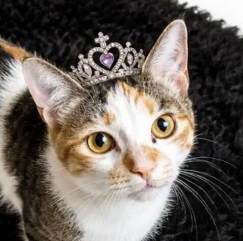 Gato raça SRD-ViraLata idade 2 a 6 meses nome Leona 
