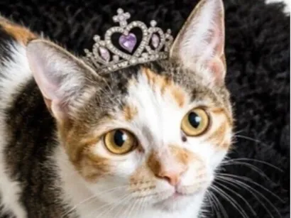 Gato raça SRD-ViraLata idade 2 a 6 meses nome Leona 
