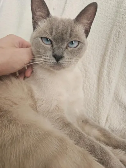Gato raça Siamês idade 7 a 11 meses nome Alluka