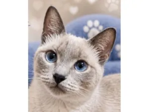 Gato raça SRD-ViraLata idade 2 a 6 meses nome Lupy 