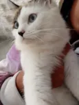 Kiara