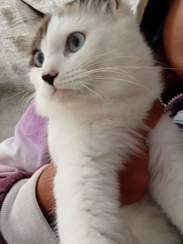 Gato raça SRD-ViraLata idade 7 a 11 meses nome Kiara