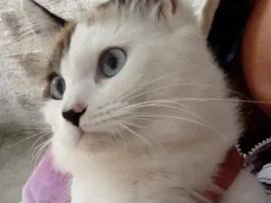 Gato raça SRD-ViraLata idade 7 a 11 meses nome Kiara