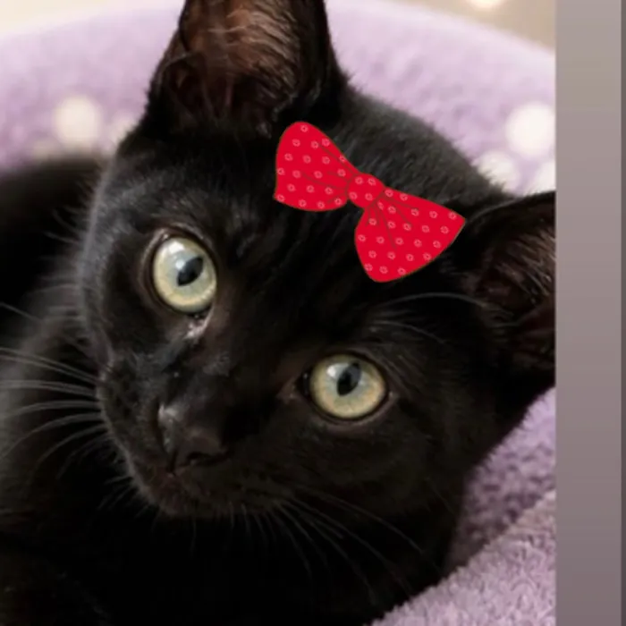 Gato raça SRD-ViraLata idade 2 a 6 meses nome Fumaça 