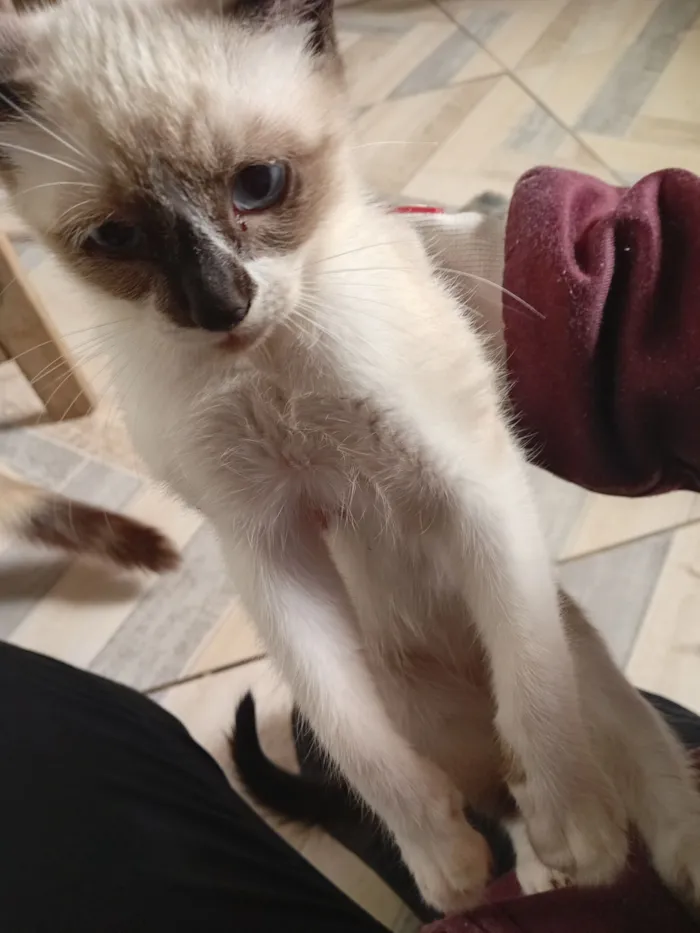 Gato raça SRD-ViraLata idade 2 a 6 meses nome sem nome