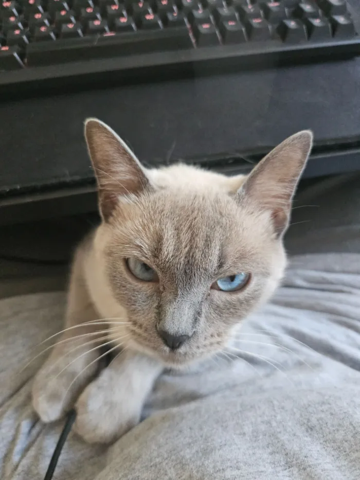 Gato raça Siamês idade 7 a 11 meses nome Alluka
