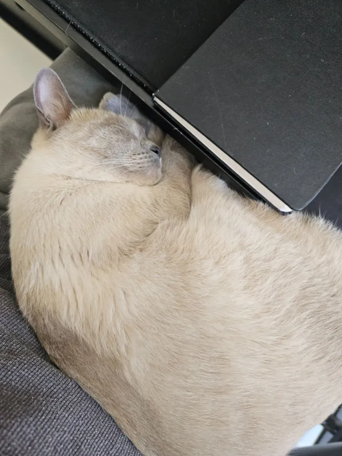 Gato raça Siamês idade 7 a 11 meses nome Alluka