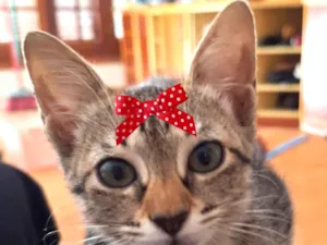Gato raça SRD-ViraLata idade 2 a 6 meses nome Belinha 